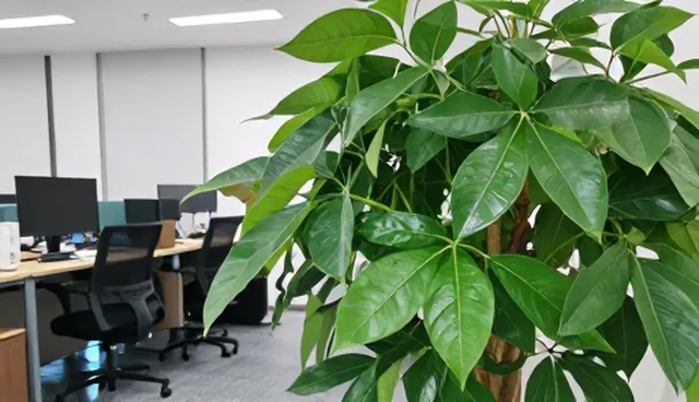 短视频拍摄如何提升品牌曝光，实际操作要点分析